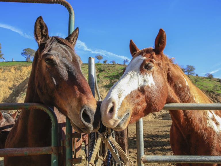 Horses at Sunset Ranch Hollywood
