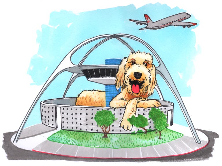 Labradoodle at LAX | Illustration by Max Kornell