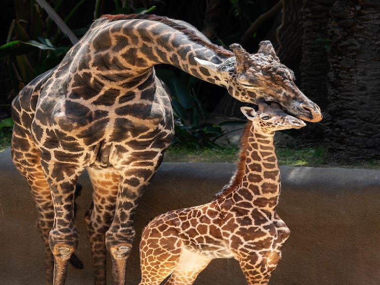 Baby giraffe at the L.A. Zoo