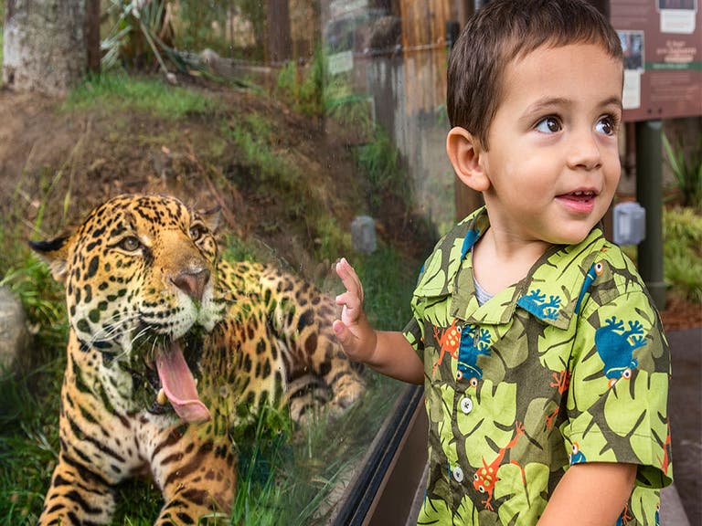 Jaguar and kid at the L.A. Zoo